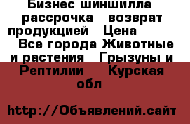 Бизнес шиншилла, рассрочка - возврат продукцией › Цена ­ 4 500 - Все города Животные и растения » Грызуны и Рептилии   . Курская обл.